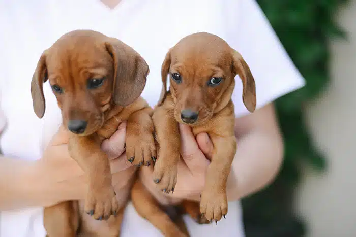 se regalan cachorros gratis