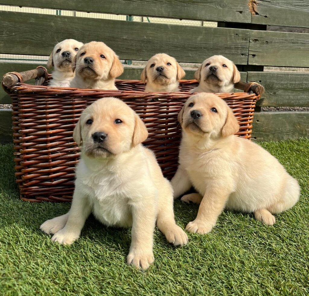 regalados perros de raza pequeña en adopción gratis