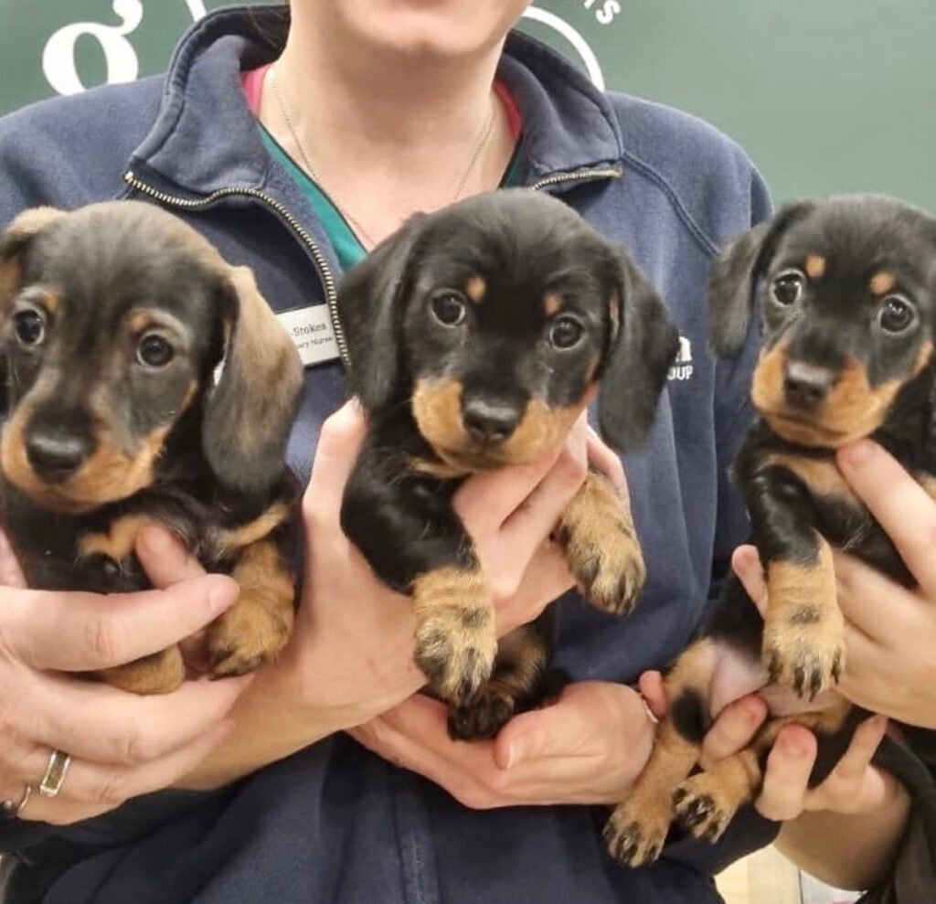 se regalan cachorros raza pequeña
