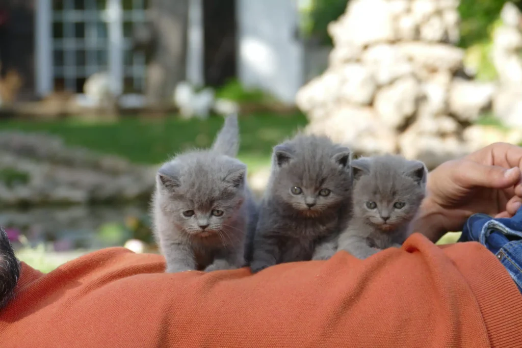 Regalo de gatos