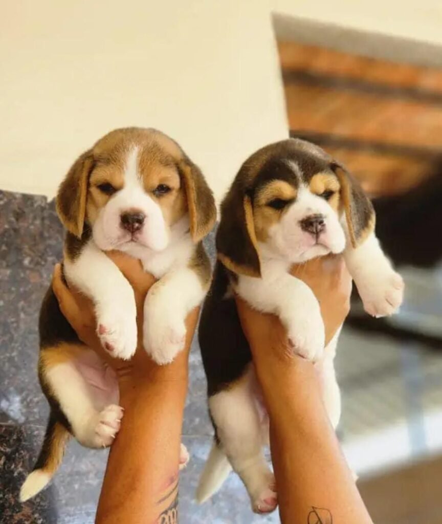 se regalan cachorros raza pequeña
