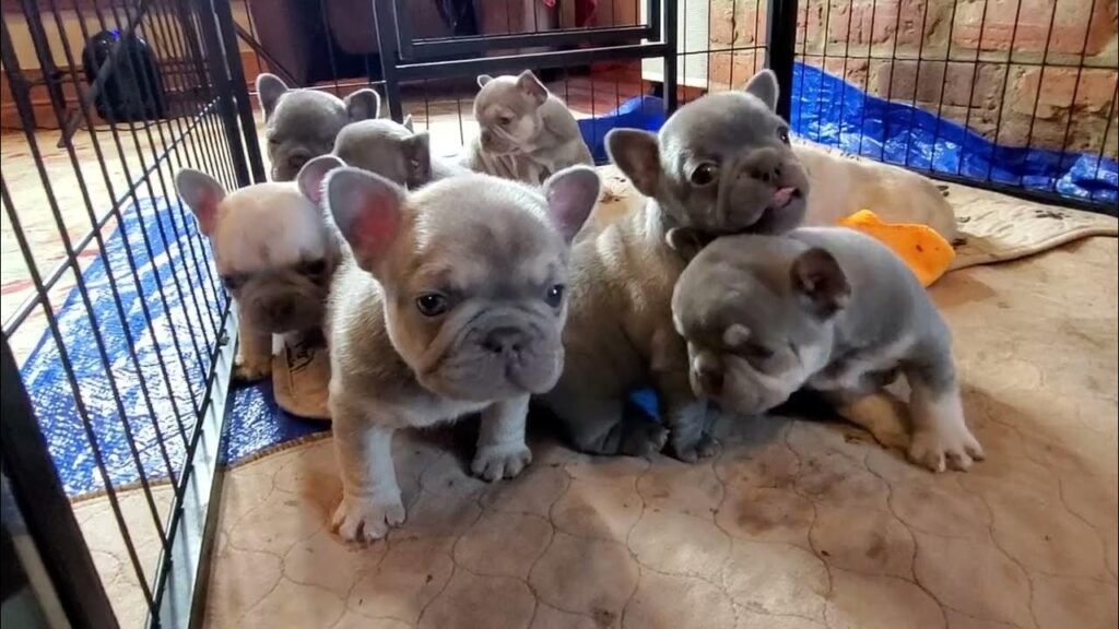 regalo cachorros