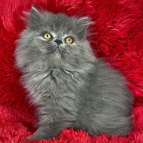 Mascotas en adopción