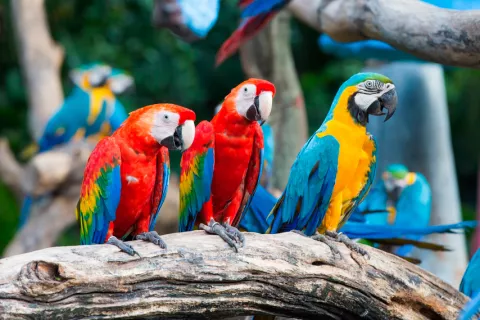 Loros en adopción