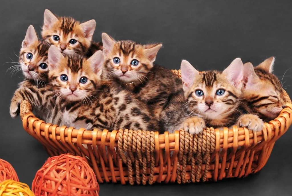 Regalo Gatitos Bengala