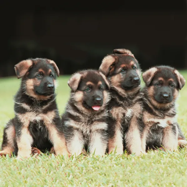 urge regalar cachorros